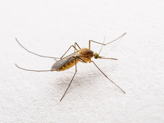 Yellow Fever, Malaria or Zika Virus Infected Mosquito Insect on White Wall