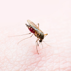 Yellow Fever, Malaria or Zika Virus Infected Mosquito Insect Macro