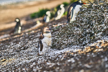The colony of penguins on the island in the Beagle Canal. Argentine Patagonia. Ushuaia