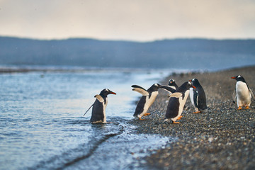 The colony of penguins on the island in the Beagle Canal. Argentine Patagonia. Ushuaia