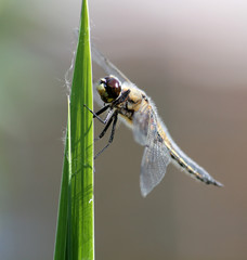 Four-spotted chaser or Libellula quadrimaculata in wild nature