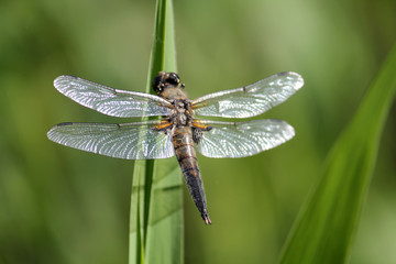 Four-spotted chaser or Libellula quadrimaculata in wild nature