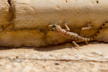 lizard between the wall and the floor