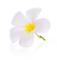 Fototapeta na wymiar plumeria flower on white background
