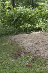 Obraz premium Yard with Straw Covering Area Where Grass Was Reseeded