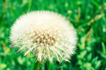 white fluffy dandelion on green vegetation background, close-up abstract background