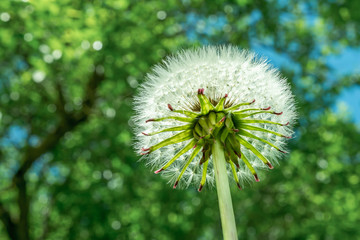white fluffy dandelion on green vegetation background, close-up abstract background