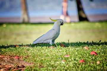 Sulphur crested cockatoo Australian bird on grassy area.