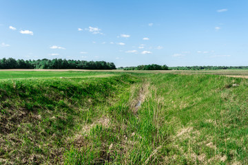 sowed green field with a shallow ravine, forest on the horizon and blue sky with small clouds