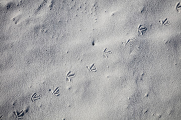 Bird tracks in the sand at Bay of Fires beach, Tasmania, Australia