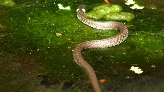 Grass snake (Natrix natrix) crawls on water plants and creeps under the water, close-up.