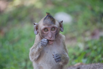 可愛いサル