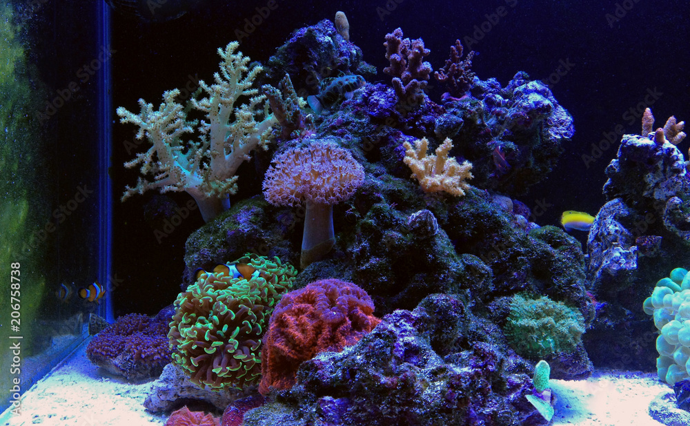 Wall mural  Nano coral reef aquarium tank