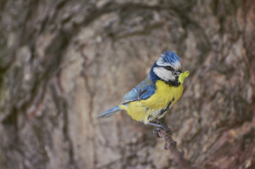 Eurasian blue tit by its blue and yellow plumage and small size sitting on a branch with food in the beak on green background.