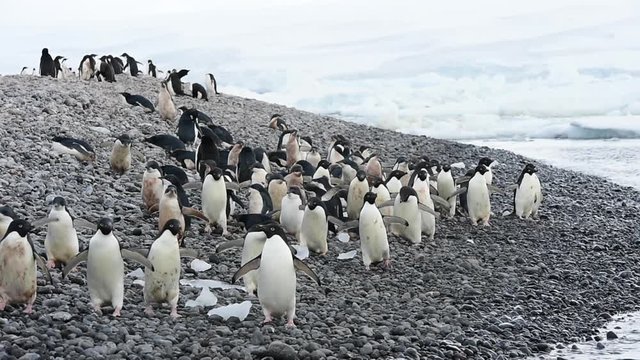 Adelie Penguins walk along beach