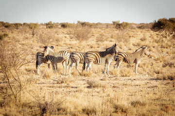 Fototapeta na wymiar zèbres, namibie
