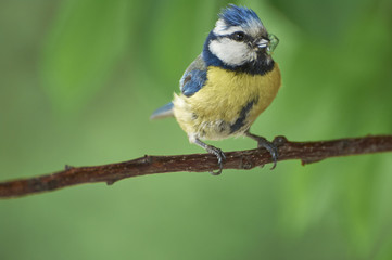 Obraz na płótnie Canvas Eurasian blue tit by its blue and yellow plumage and small size sitting on a branch with food in the beak on green background.