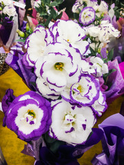 Lisianthus - Eustoma grandiflorum, known for prairie gentian, delicate flowers of deep purple and white colors.