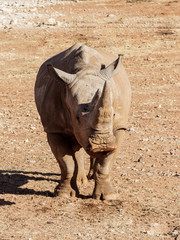 Fototapeta premium Rhinocéros blanc