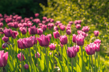 Pink fimbriated tulips