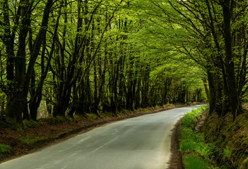 Obraz premium Narrow road between overhanging trees forming a tunnel