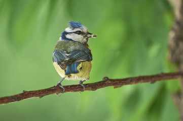 Eurasian blue tit by its blue and yellow plumage and small size sitting on a branch with food in the beak on green background.