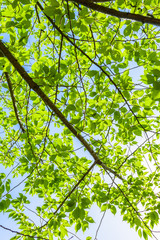 新緑の葉　Fresh green leaves