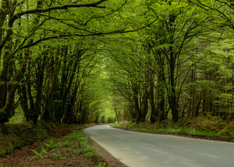 Narrow road between overhanging trees forming a tunnel