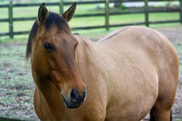 Cute Dun Quarter Horse 