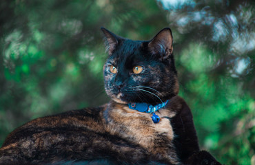 Beautiful Tortie