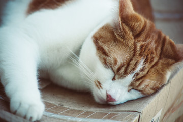 Ginger Tomcat