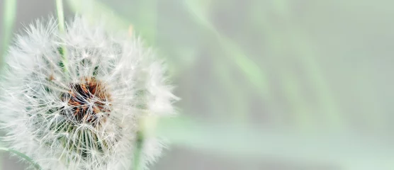 Foto auf Acrylglas Pusteblume Löwenzahn hautnah auf natürlichem Hintergrund. Löwenzahnblume auf Sommerwiese