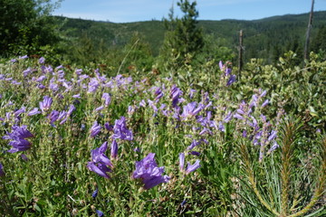 Landscapes of the Pacific Northwest