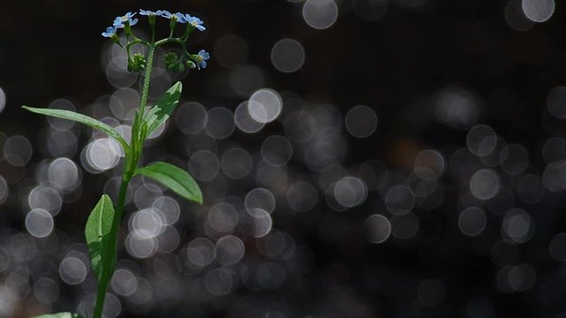 Flower of the wood forget-me-not Myosotis sylvatica on the background from natural bokeh of forest creek Natural ambient sound of the central European spring forest.