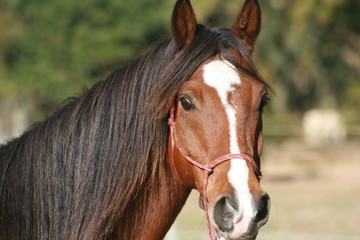 Obraz premium Gorgeous Bay Arabian Horse with White Blaze