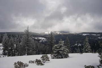 Fototapeta na wymiar Snow on Bottle Hill, Northern California