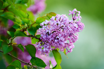 Lilac flowers in full bloom.