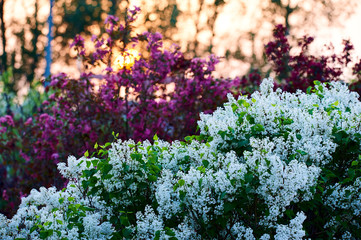 Lilac flowers in full bloom.