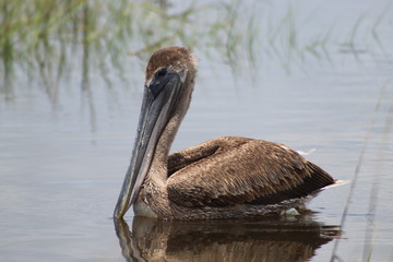 Pelican