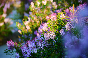 Obraz premium Lilac flowers in full bloom.