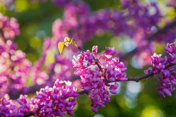 Eastern Redbud blossoms illuminated by morning sunlight; vibrant and showy magenta pink flowers covering a leafless branch