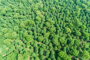 Aerial view of the green forest