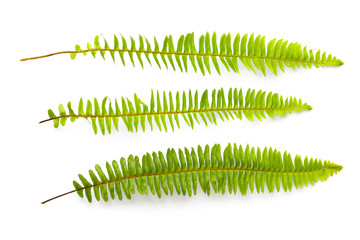 set of green fern leaves isolated on white background