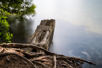 tree trunks near the lake with long exposure