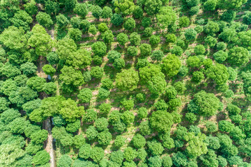 Aerial view of the green forest