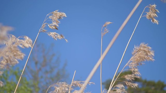 Bulrush on blue sky