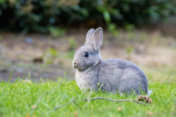 cute grey bunny cautiously sitting on the grass