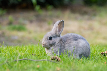 Fototapeta premium portrait of cute grey bunny resting on the green grass