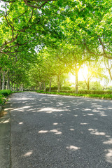 empty asphalt road and green woods,sunlight and shadows
