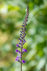 thin lupin flower branch with creamy green background
